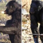 世界上最聰明的大猩猩，生火做飯20年，不吃香蕉吃燒烤，你想嘗嘗它的手藝嗎