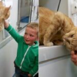 認養新貓時，在收養所見到走失半年的愛貓，5歲小弟弟激動流淚